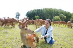 双阳鹿乡老刘家—梅花鹿鹿鞭如何泡酒 鹿鞭泡酒