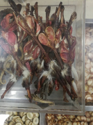 双阳鹿乡老刘家—梅花鹿鞭和马鹿鞭对比，哪个